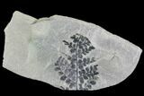 Pennsylvanian Fossil Fern (Sphenopteris) - Kentucky #112921-1